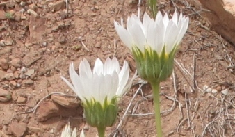 Xylorhiza venusta